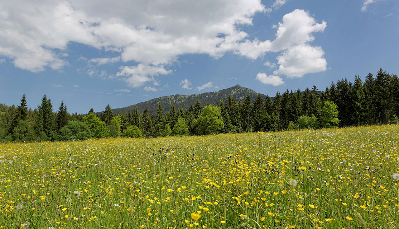 Bayerischer Wald