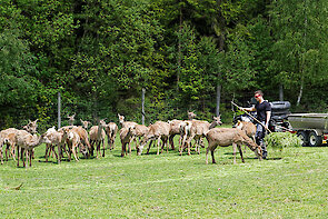 Bayerischer Wald