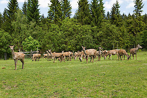 Bayerischer Wald